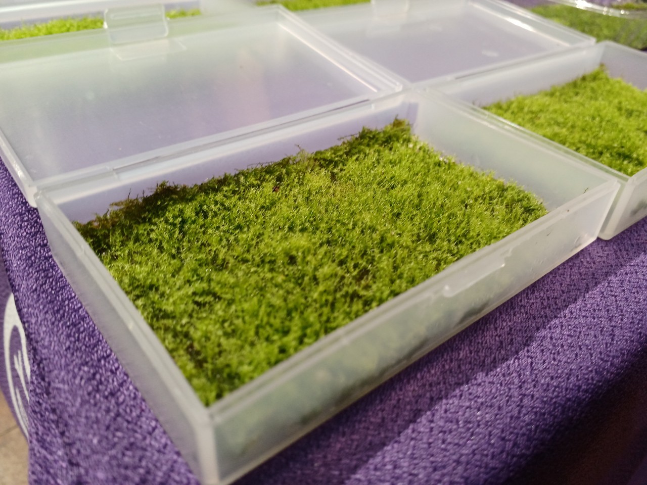 苔玉・苔 endo 楽天市場】（観葉植物）苔玉 ベニシダ（1個） : charm 楽天市場店