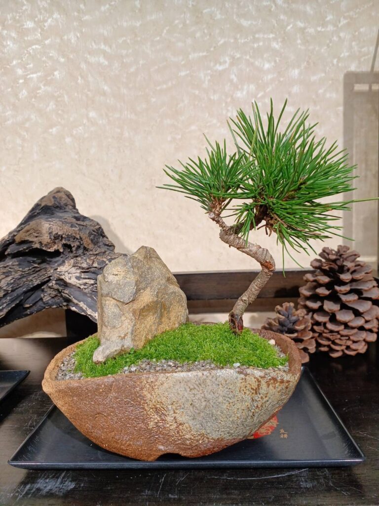 苔なっこ | 上質で彩り豊かな苔の作品をお届けします。